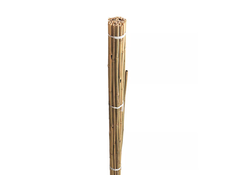 GI Bamboo Canes Bulk Bundle 20pk