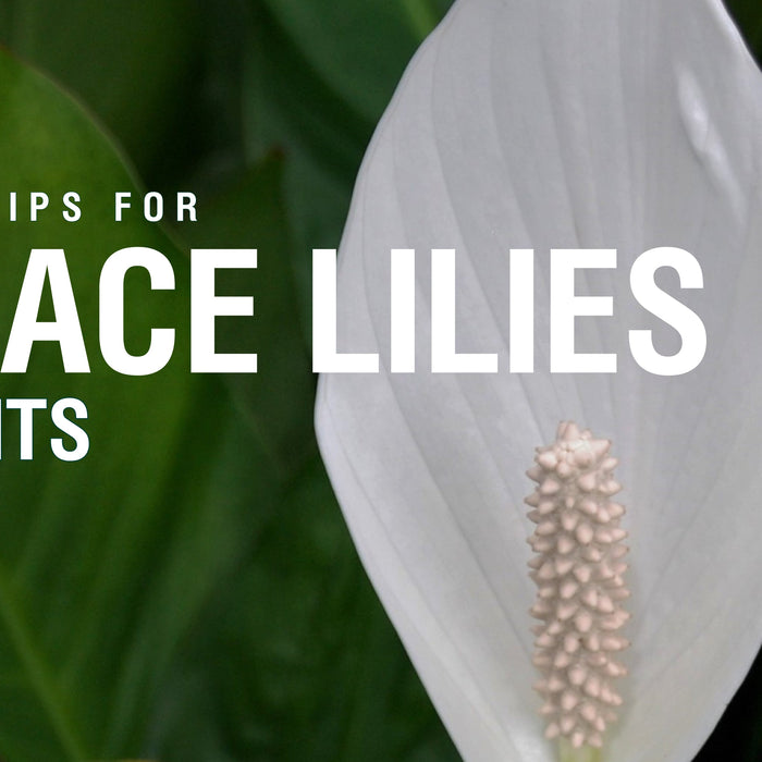 Care Tips for Peace Lilies Plants