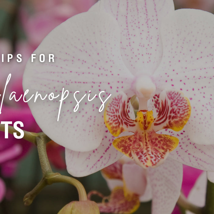 Care Tips for Phalaenopsis Plants