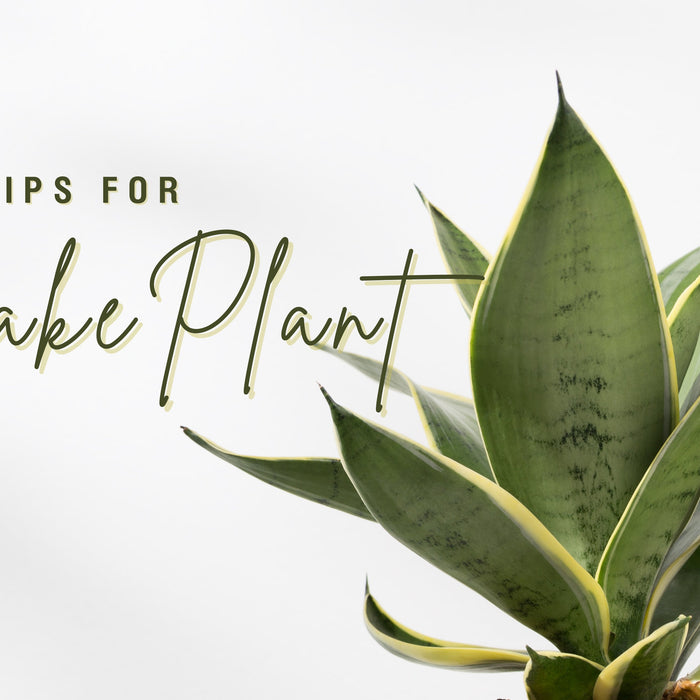 Care Tips for Snake Plant