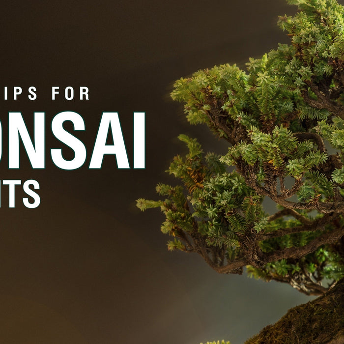 Care Tips for Bonsai Plants