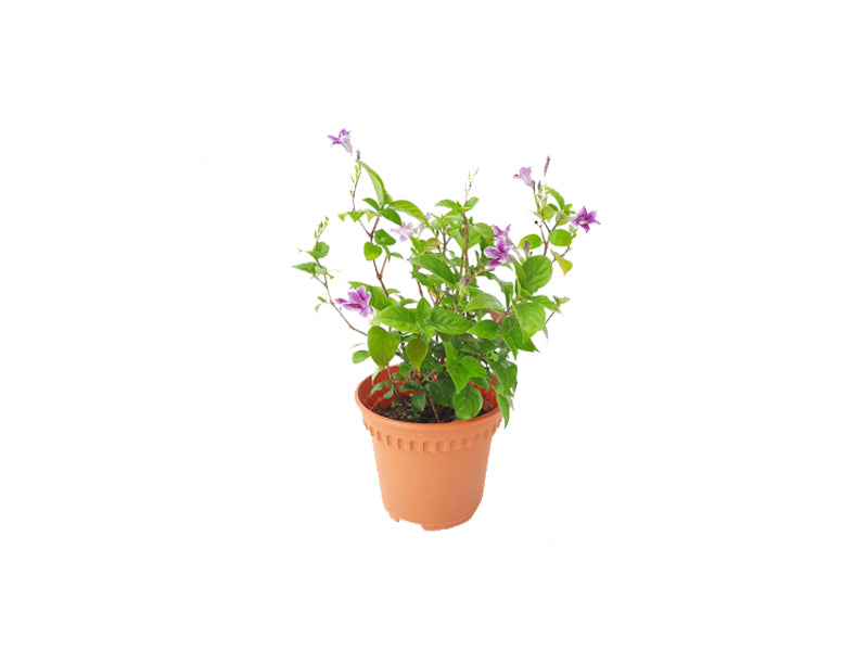 Asystasia gangentica variegated