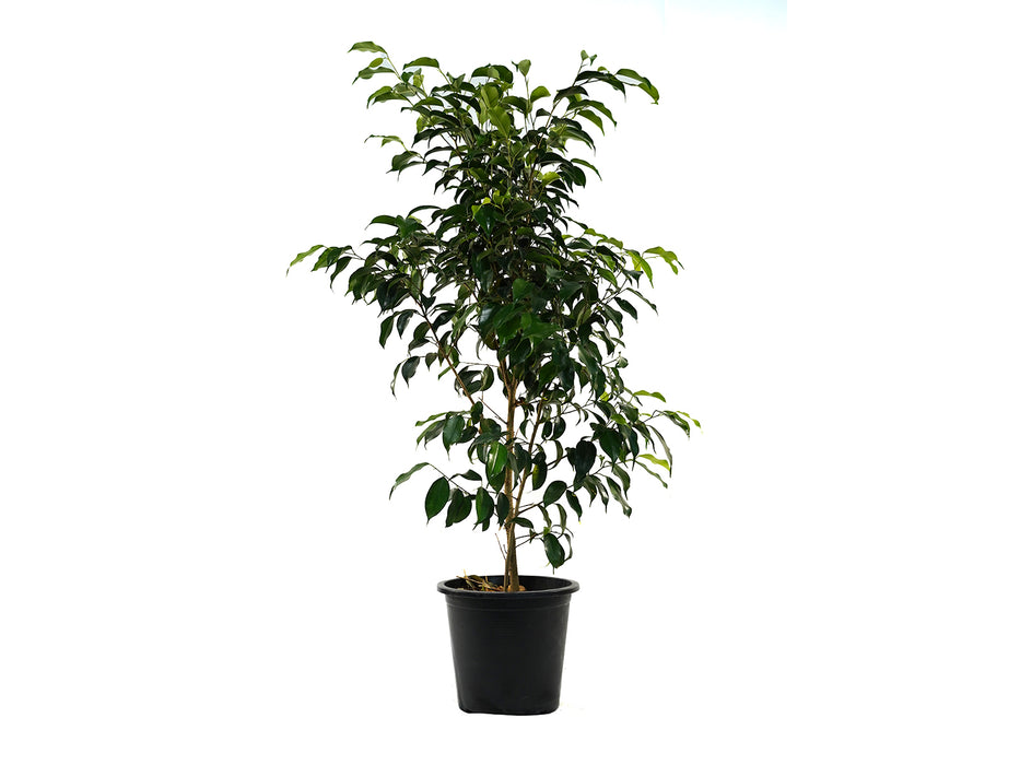 Ficus Benjamina '120