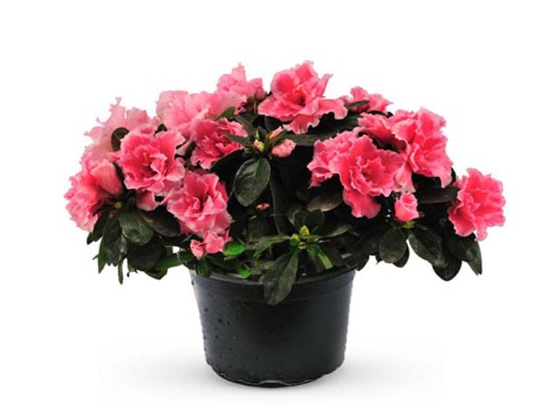 Azalea - Mixed Variety — The Garden Concept