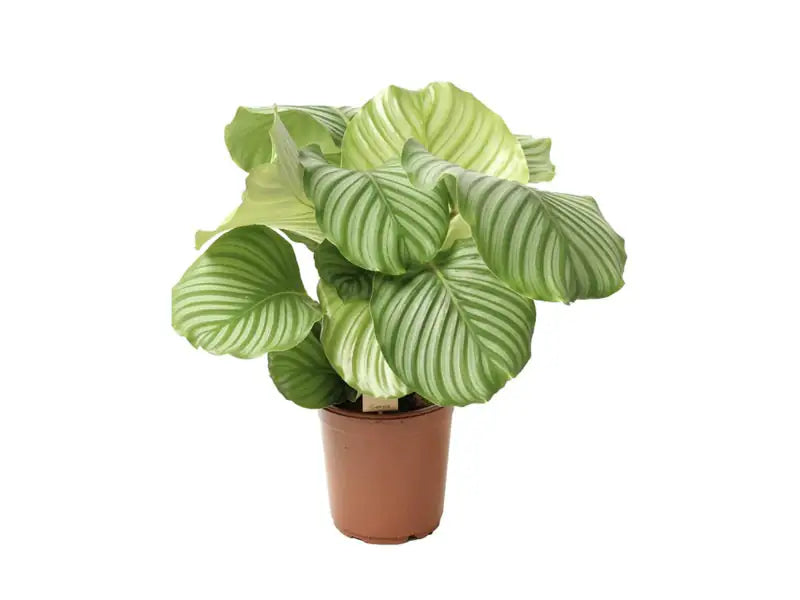 Calathea Orbifolia