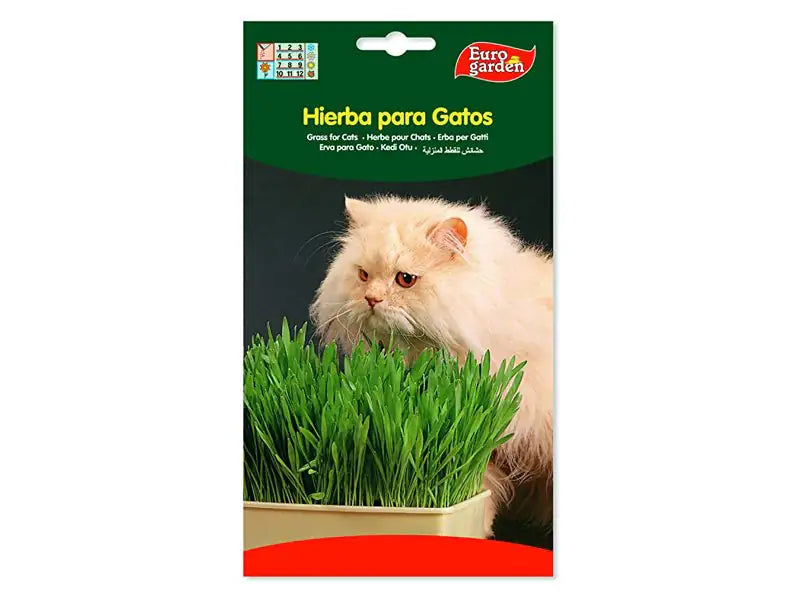 Cat Grass Seeds