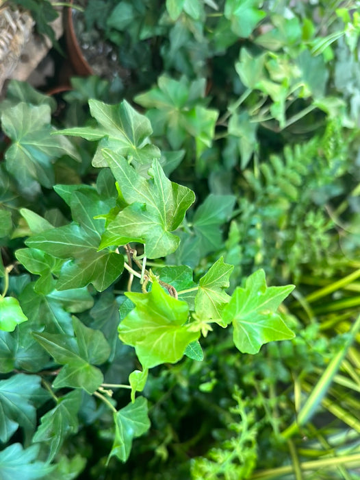 Hedera Helix Mix 'Table top'