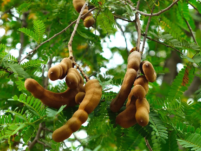 Tamarindus indica