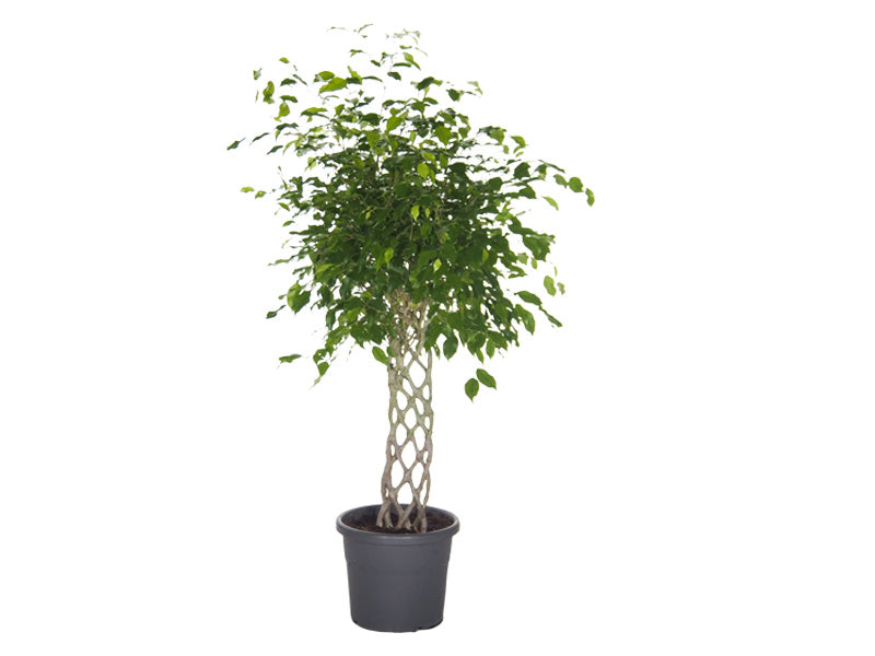 Ficus-Benjamina-Mat