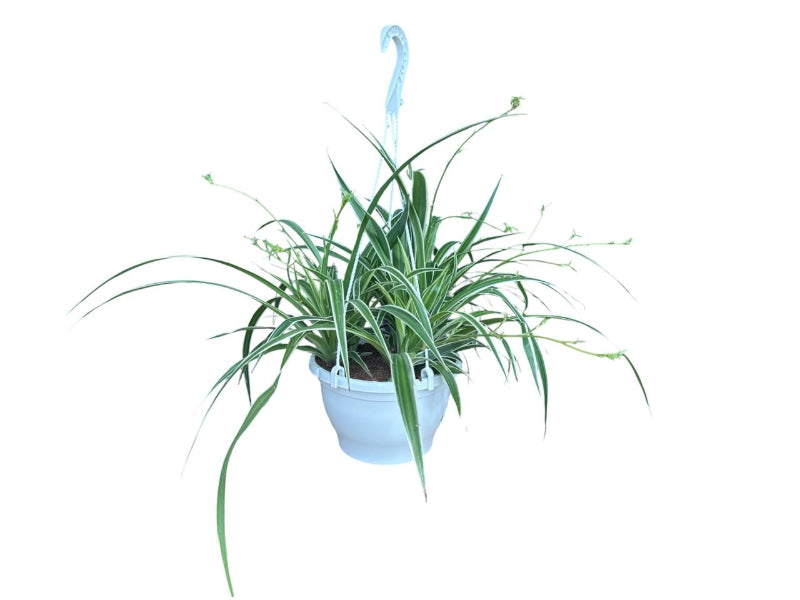 Chlorophytum com. vittatum