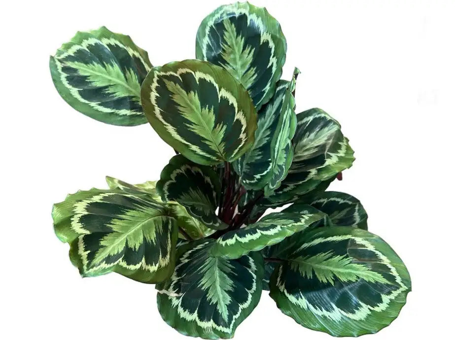Calathea Medallion