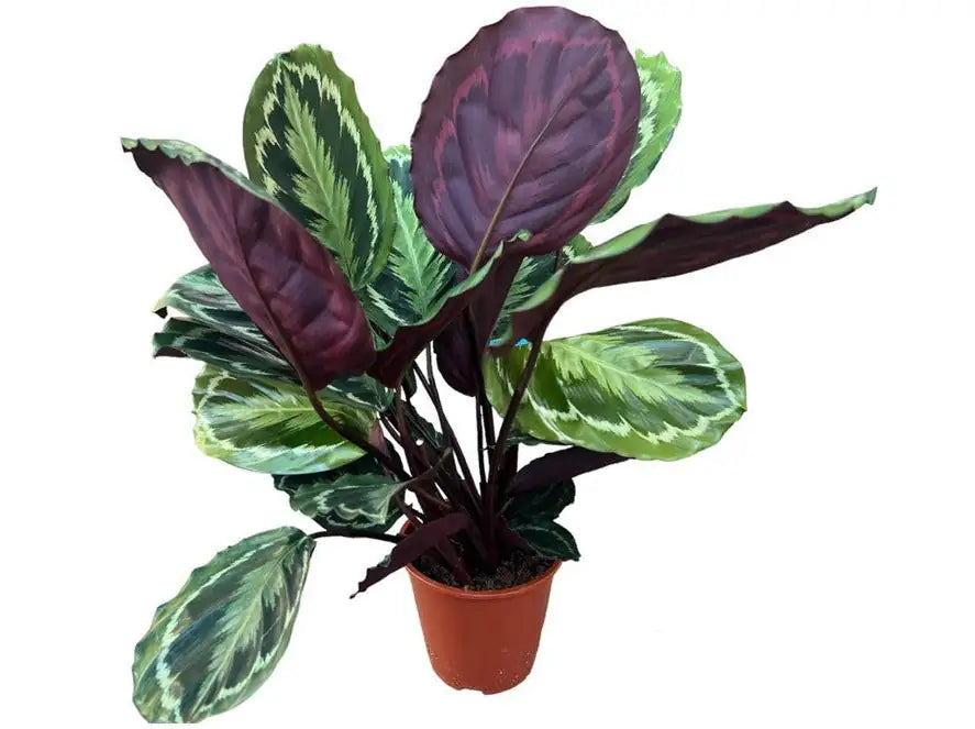 Calathea Medallion