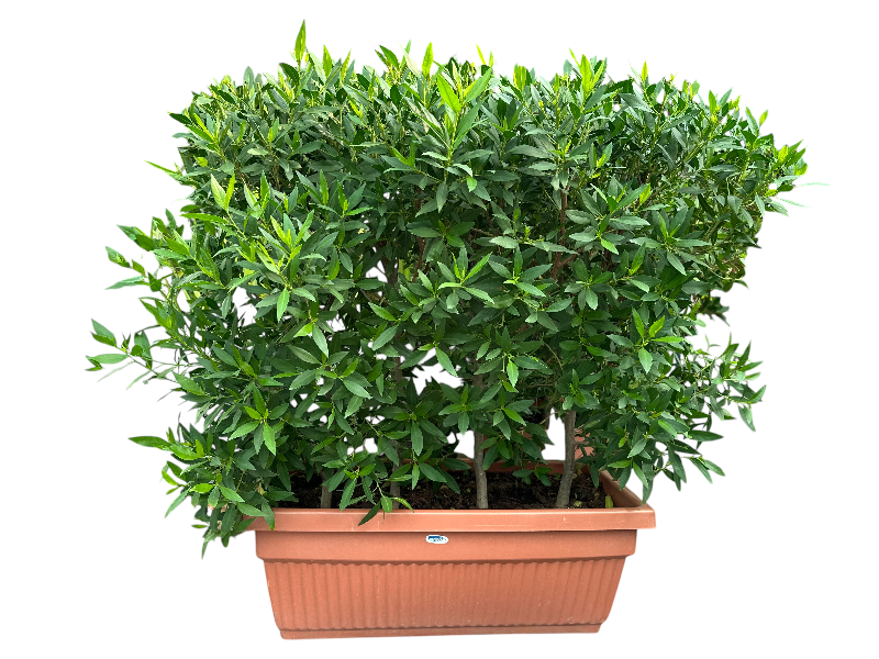 Potted Conocarpus Erectus