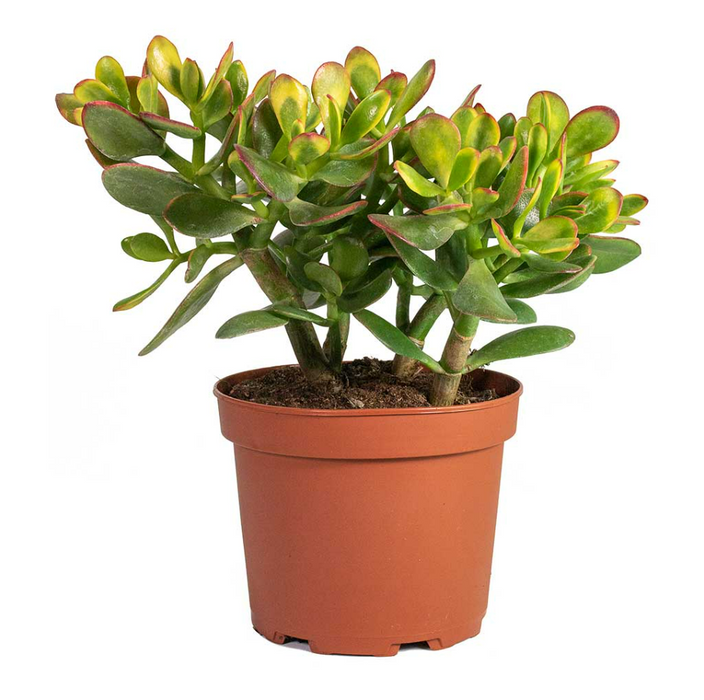 Crassula Ovata Sunset 45-50cm