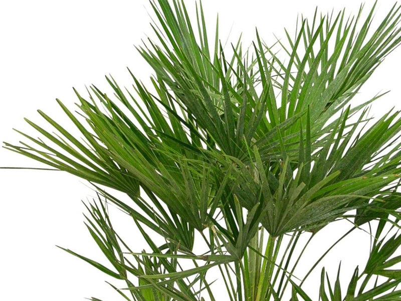 Chamaerops Humilis