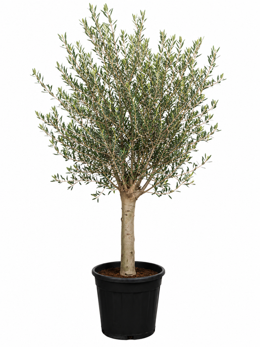 Olea europea intensivo '150