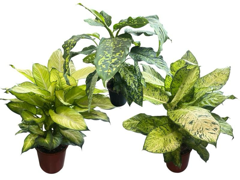 Dieffenbachia mix