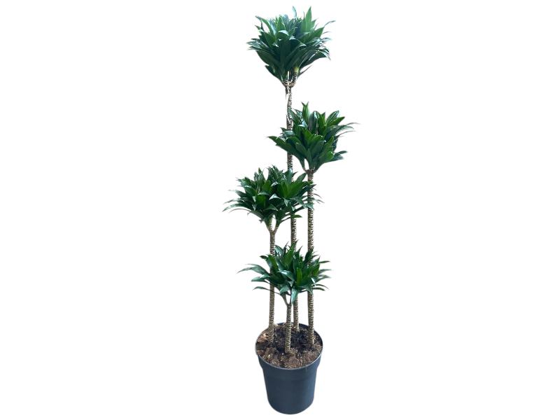 Dracaena Compacta 4PP