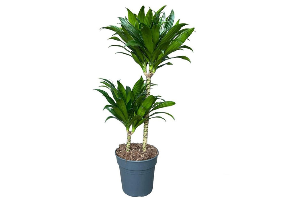 Dracaena Mix 'Head' L0 x W0 x H90