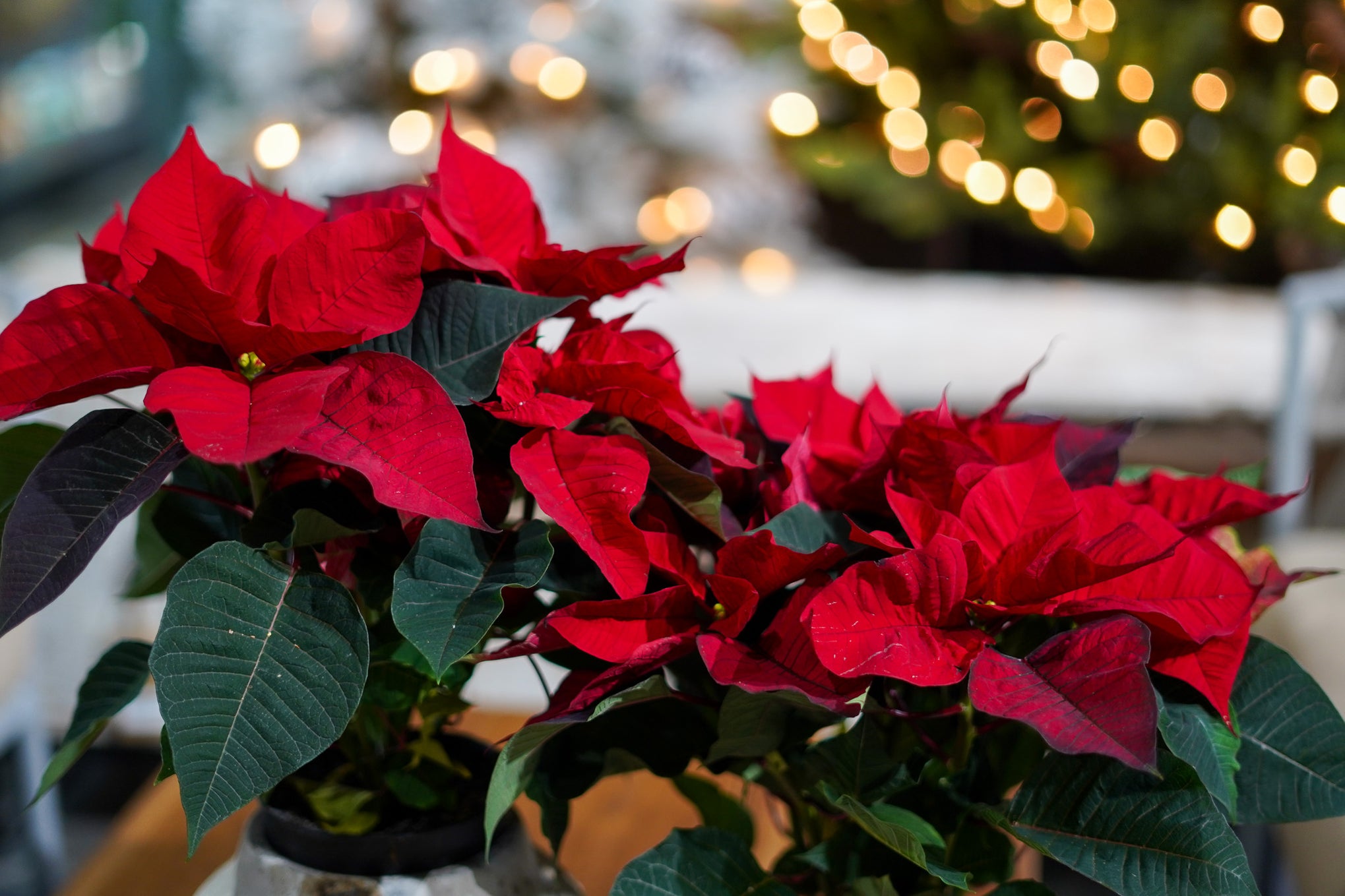 Buy Plants Online Discover a Wide Selection of HighQuality Plants fo