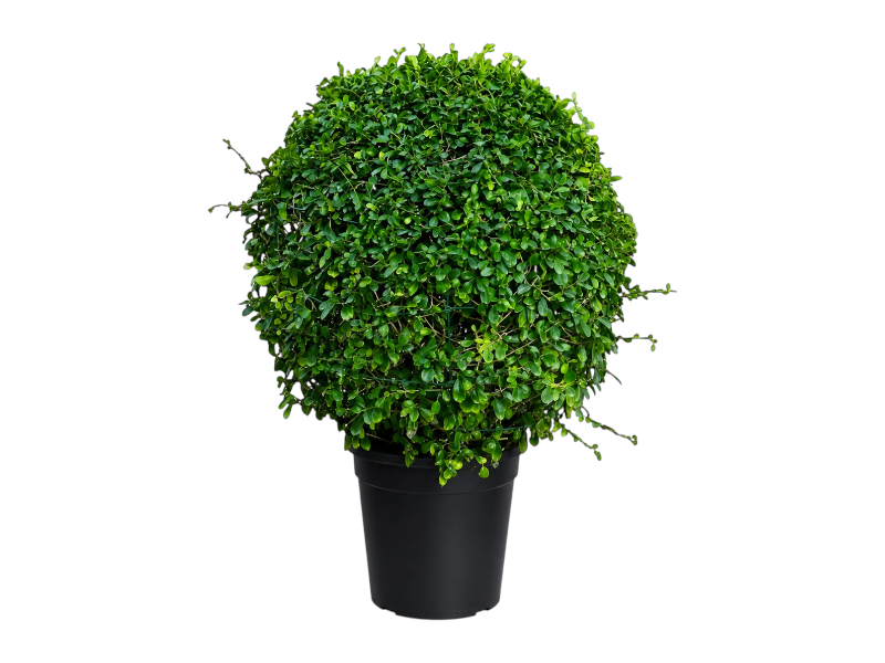 Ehretia Microphylla Ball '80