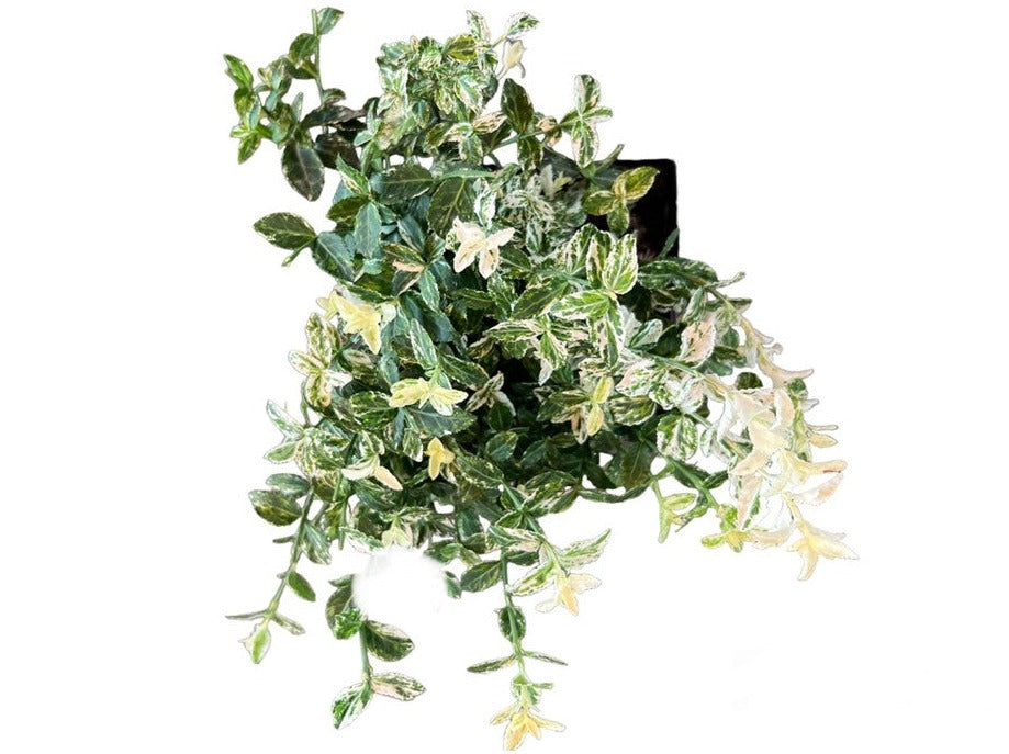 Euonymus 'Spindle tree' - Mixed Variety