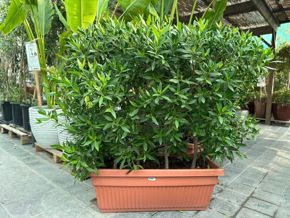 Potted Conocarpus Erectus