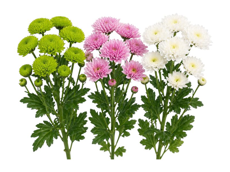 Chrysanthemum mix 70cm