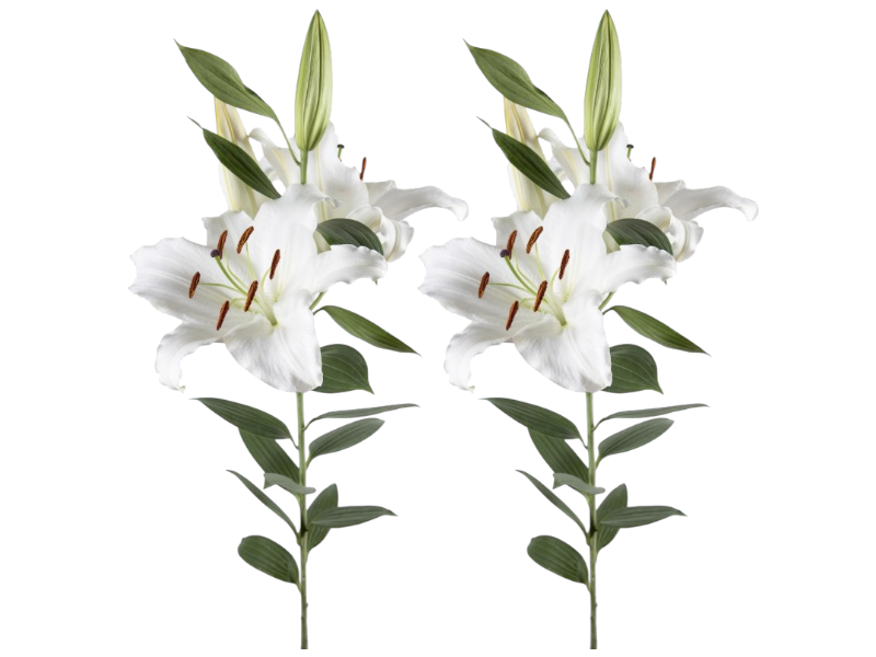 Oriental lily 80cm