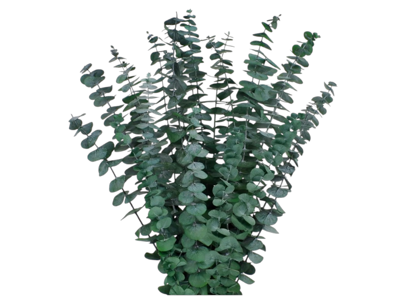 Eucalyptus 60cm