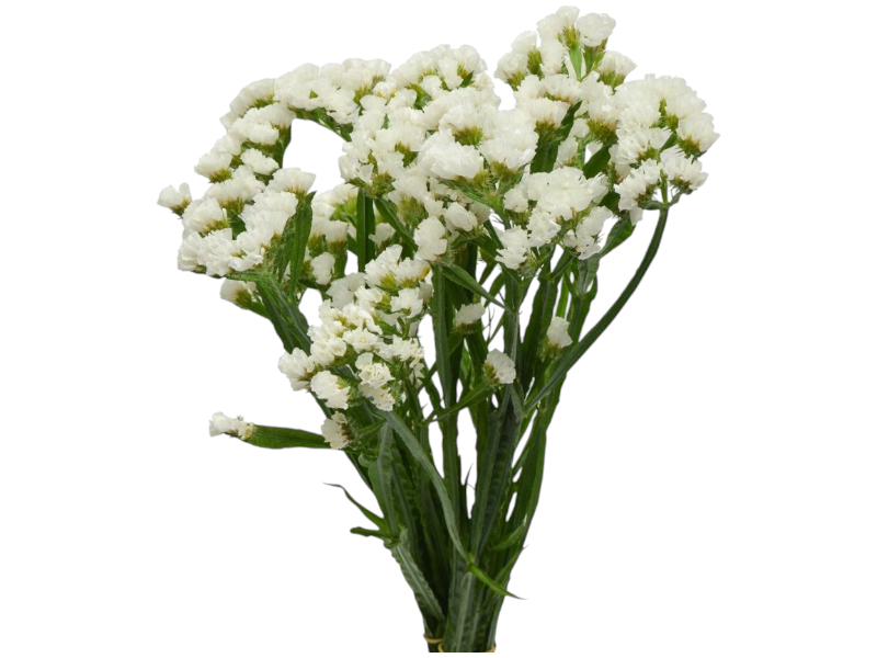 Statice H70cm