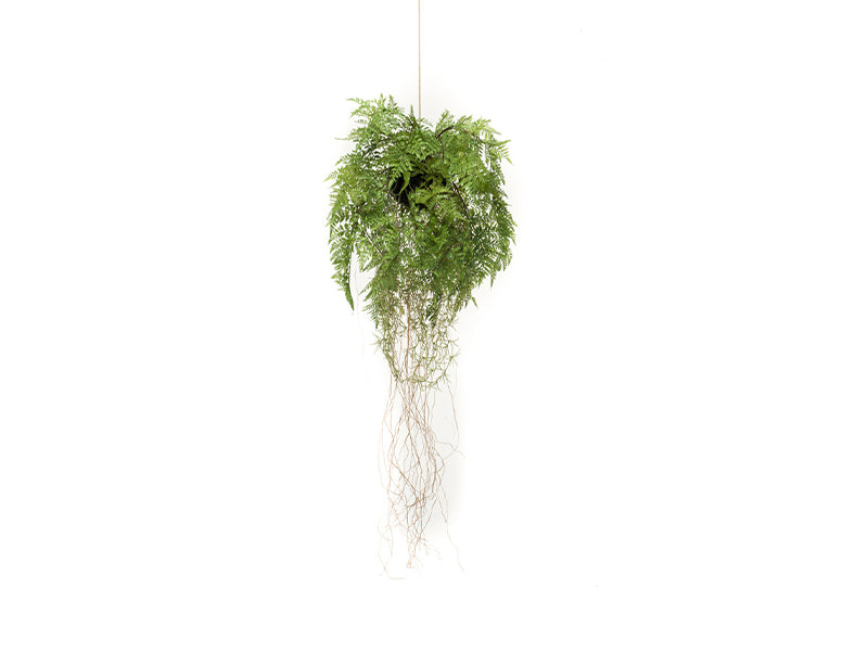 Artificial Fern with Roots