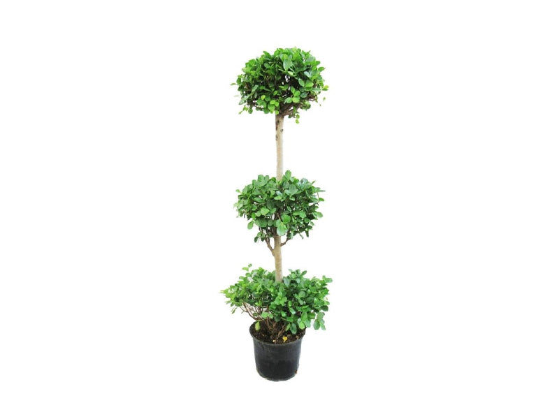 Ficus Panda 3 Heads — The Garden Concept 6760