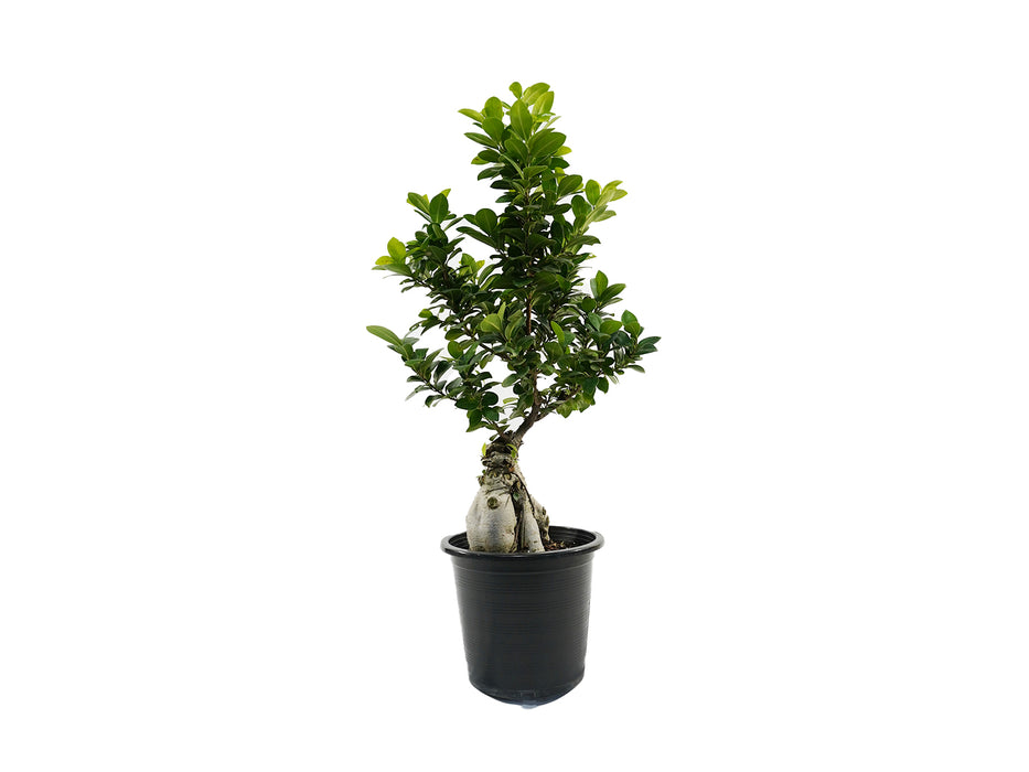 Ficus Bonsai P13