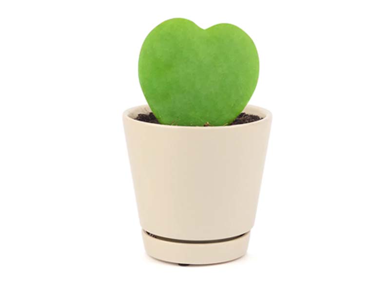 Hoya Kerrii Heart Shaped Plant