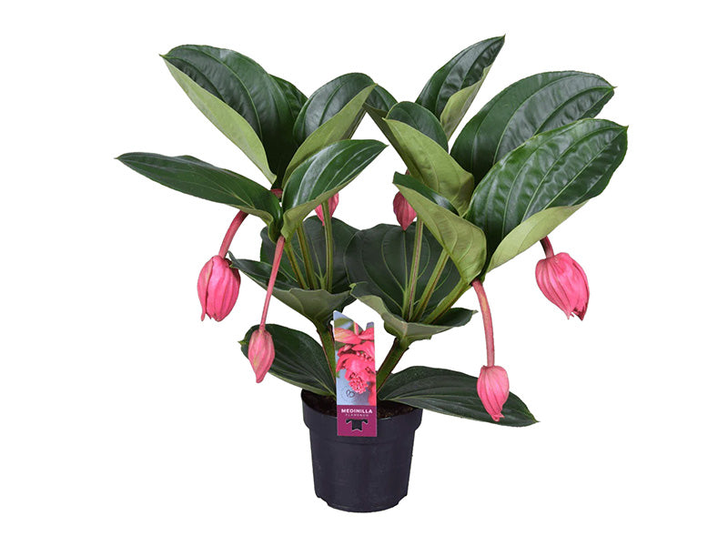 Medinilla Magnifica