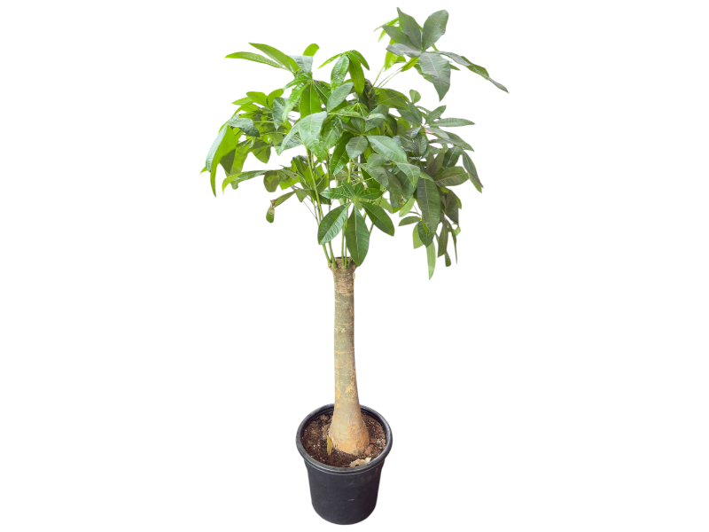 Pachira Aquatica 1Head