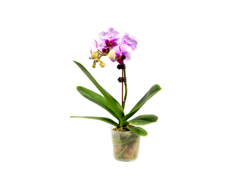Phalaenopsis Single Stem Mini