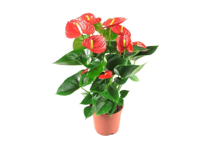 Anthurium mix V13