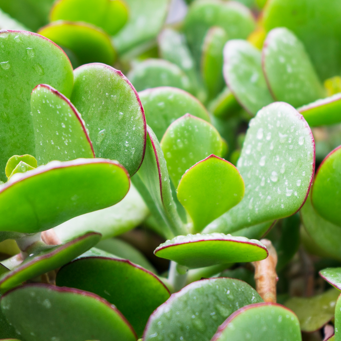 Crassula Ovata Sunset 45-50cm