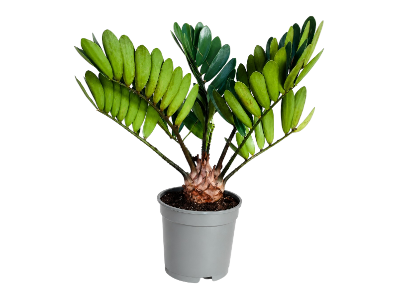 Zamia Pumila