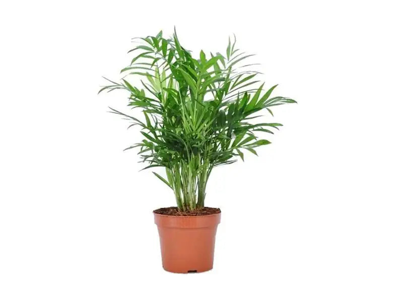 Chamaedorea Palm 45-50cm