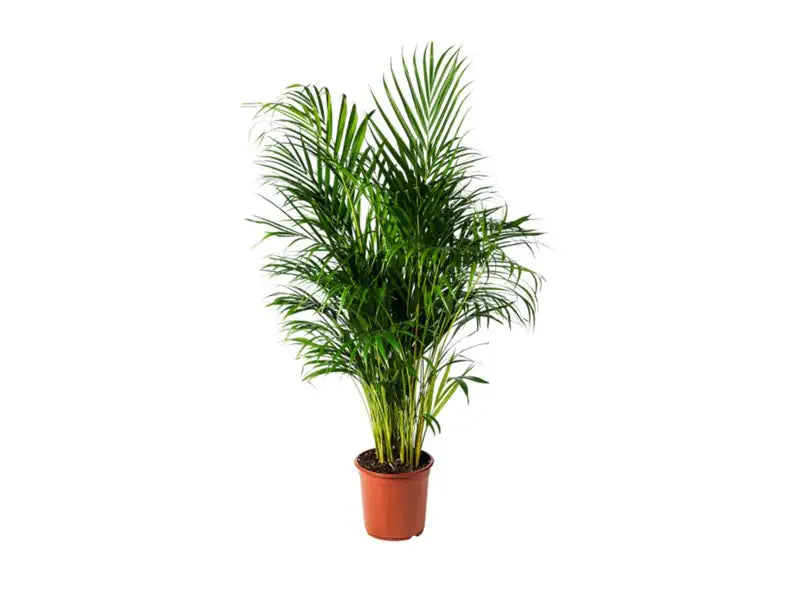 Chrysalidocarpus Lutescens 90-100cm