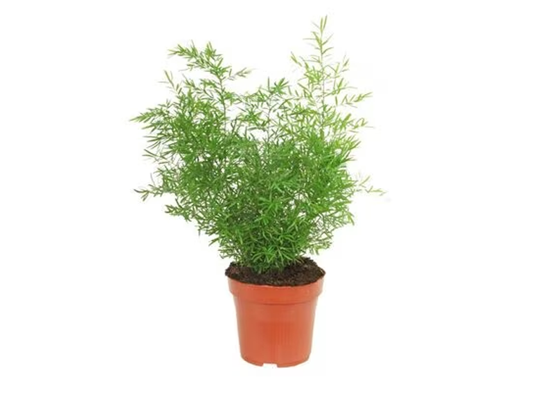 Asparagus Mixed Variety — The Garden Concept