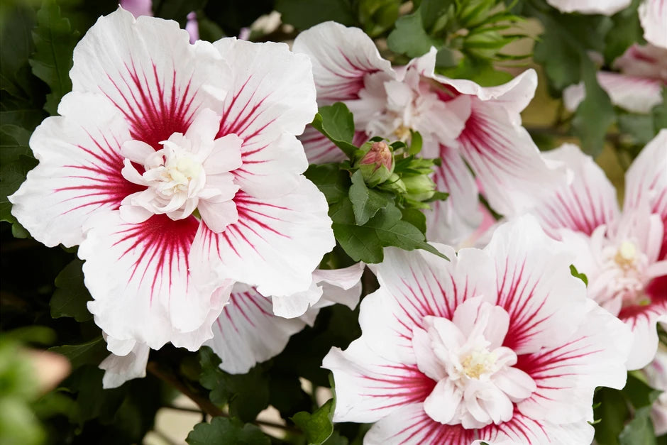 Hibiscus Syriacus