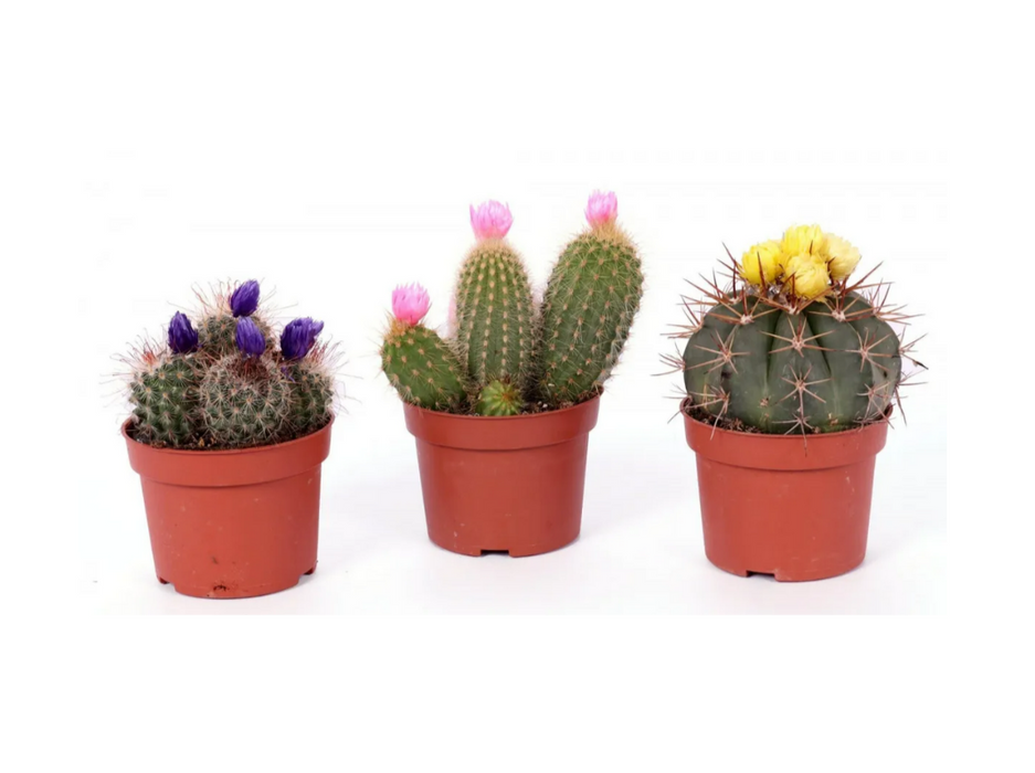Cactus Mini - Mixed Variety