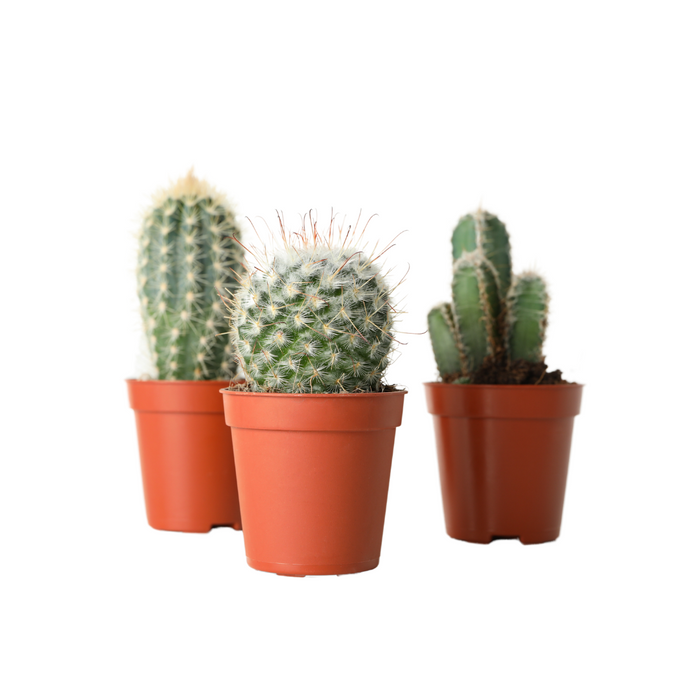 Cactus - Mixed Variety