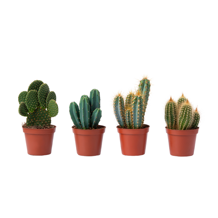 Cactus - Mixed Variety
