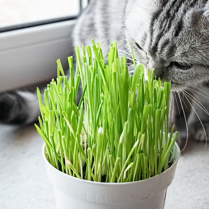 Cat Grass 'Large