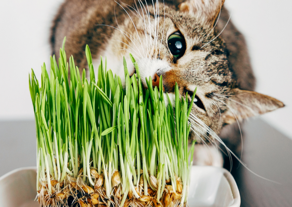 Cat Grass 'Large